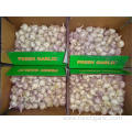 Hot Sale Fresh Garlic